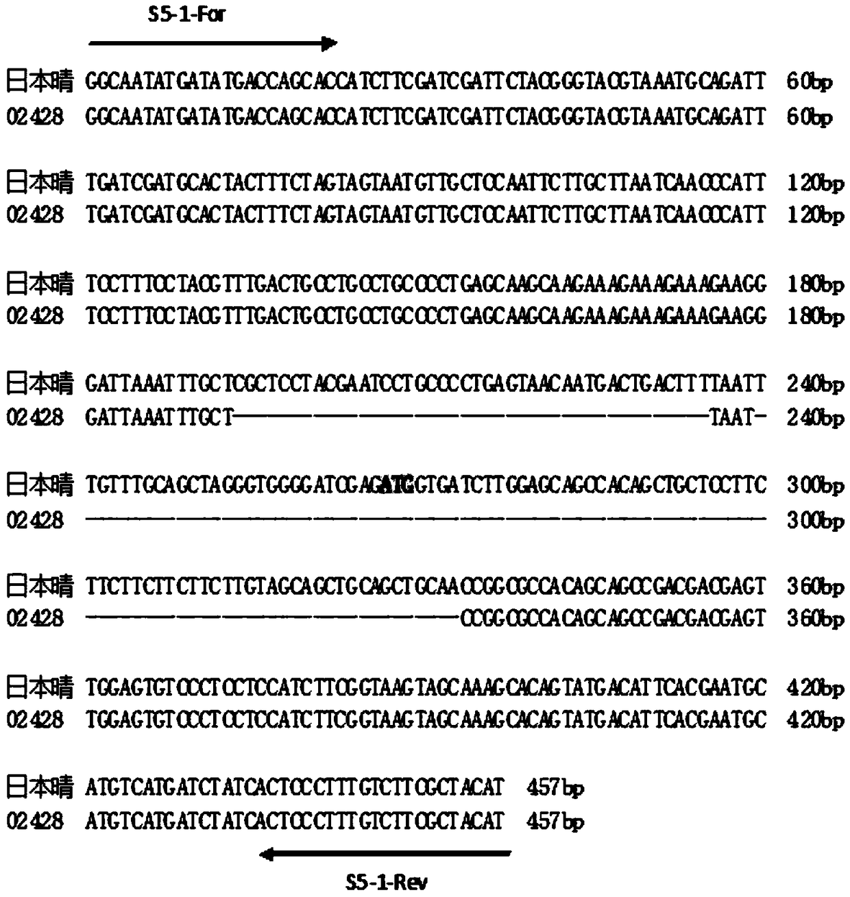 Kit and multiplex PCR detection method for simultaneous detection of rice wide affinity gene s5 and erect panicle gene dep1