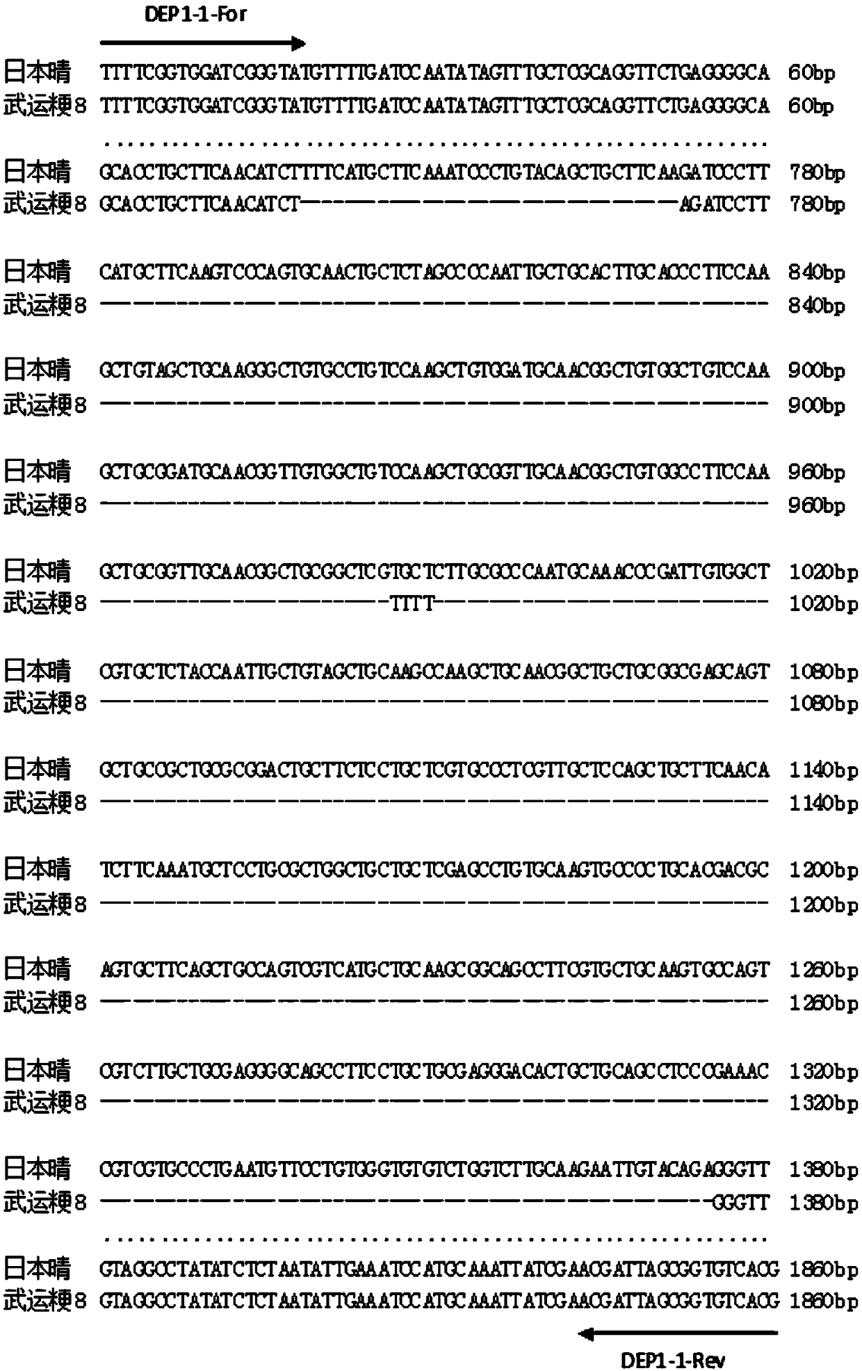 Kit and multiplex PCR detection method for simultaneous detection of rice wide affinity gene s5 and erect panicle gene dep1