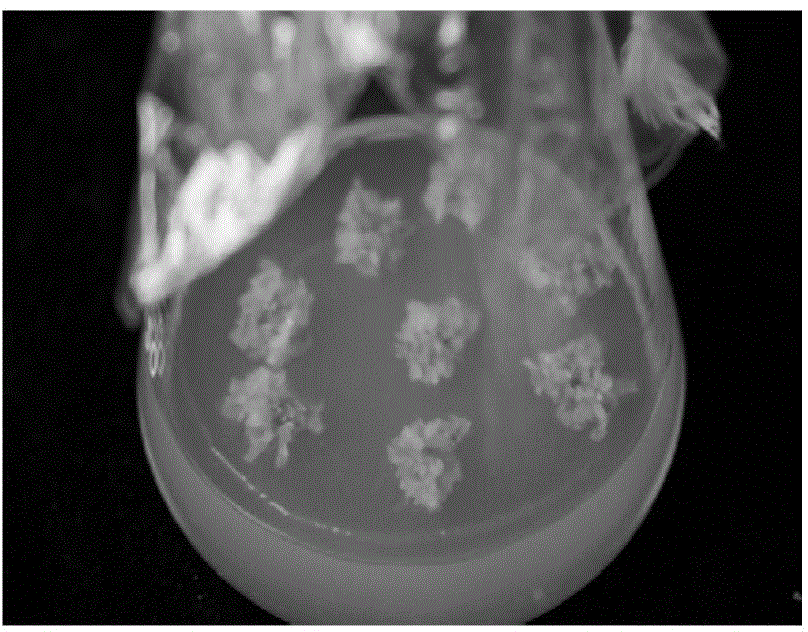 Method of quickly inducing and breeding halogeton glomeratus radicle callus tissue