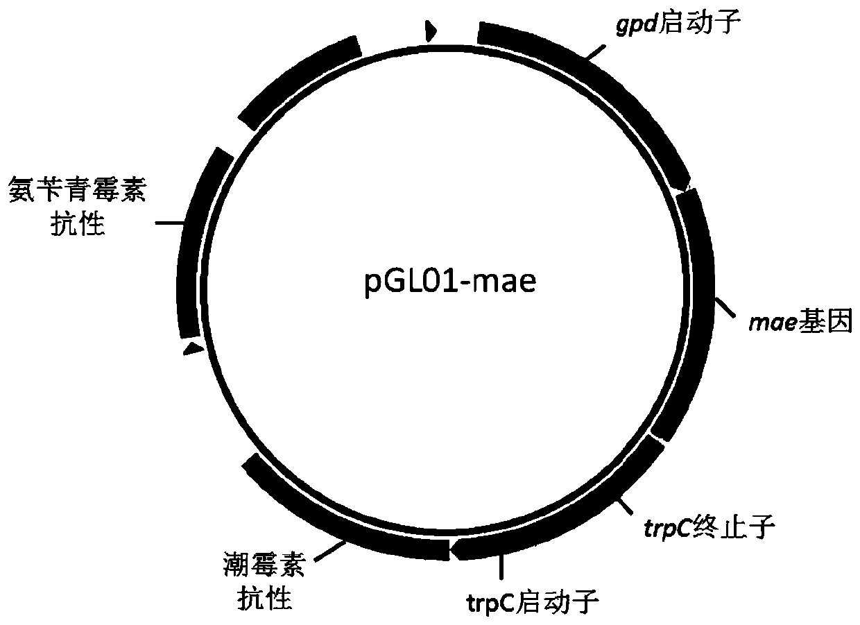 Genetically engineered bacterium producing malic acid and method for producing malic acid