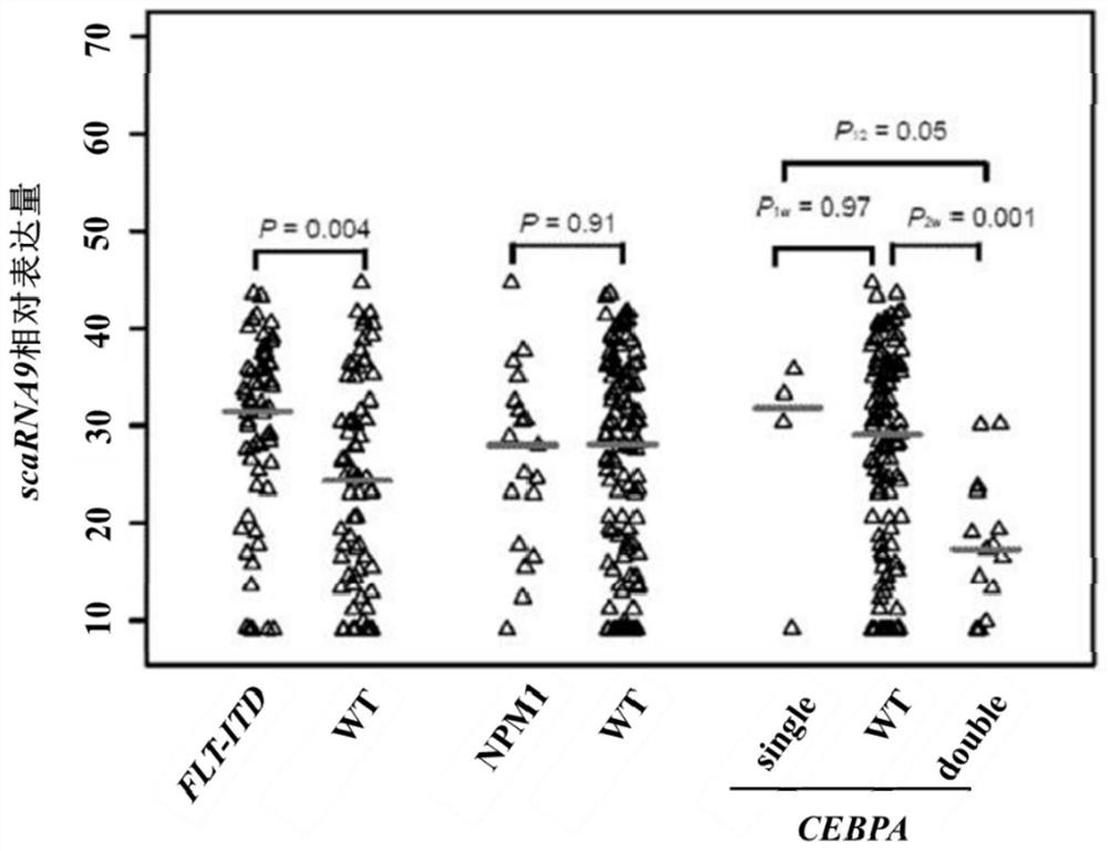 Application of scaRNA9 gene in early judgment of prognosis of acute myeloid leukemia