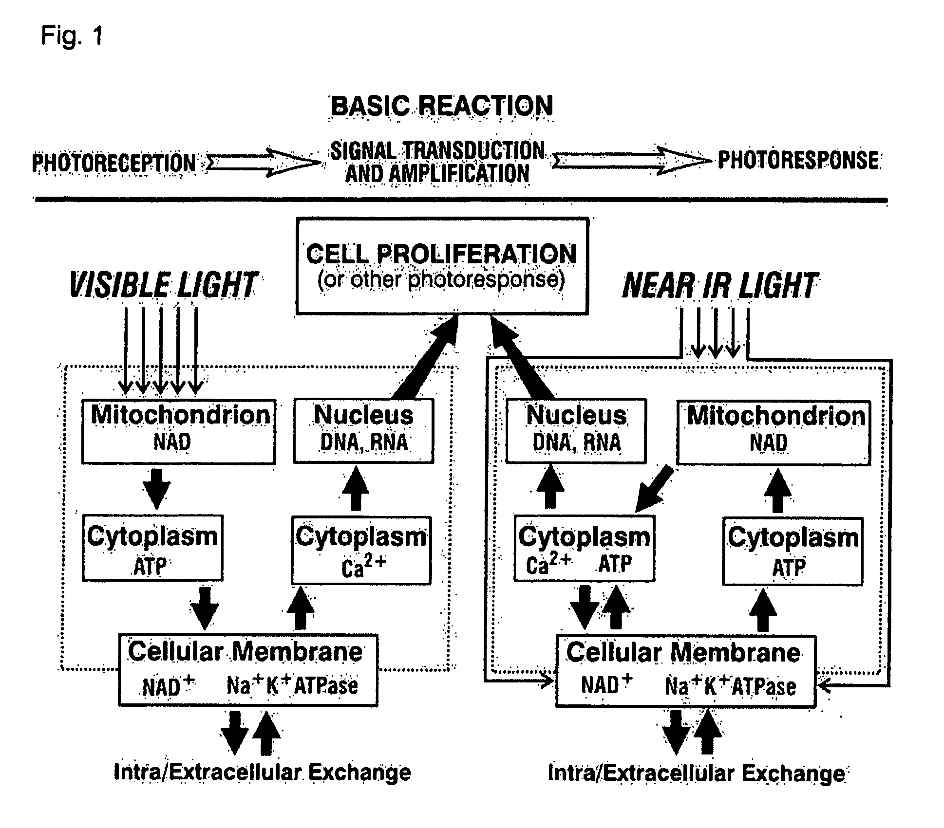 Phototherapeutic Method and Apparatus