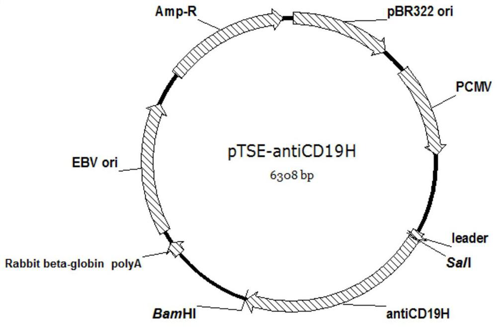 An anti-CD3 and anti-CD19 bispecific antibody