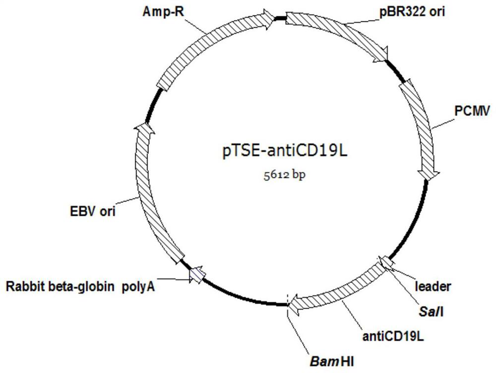 An anti-CD3 and anti-CD19 bispecific antibody