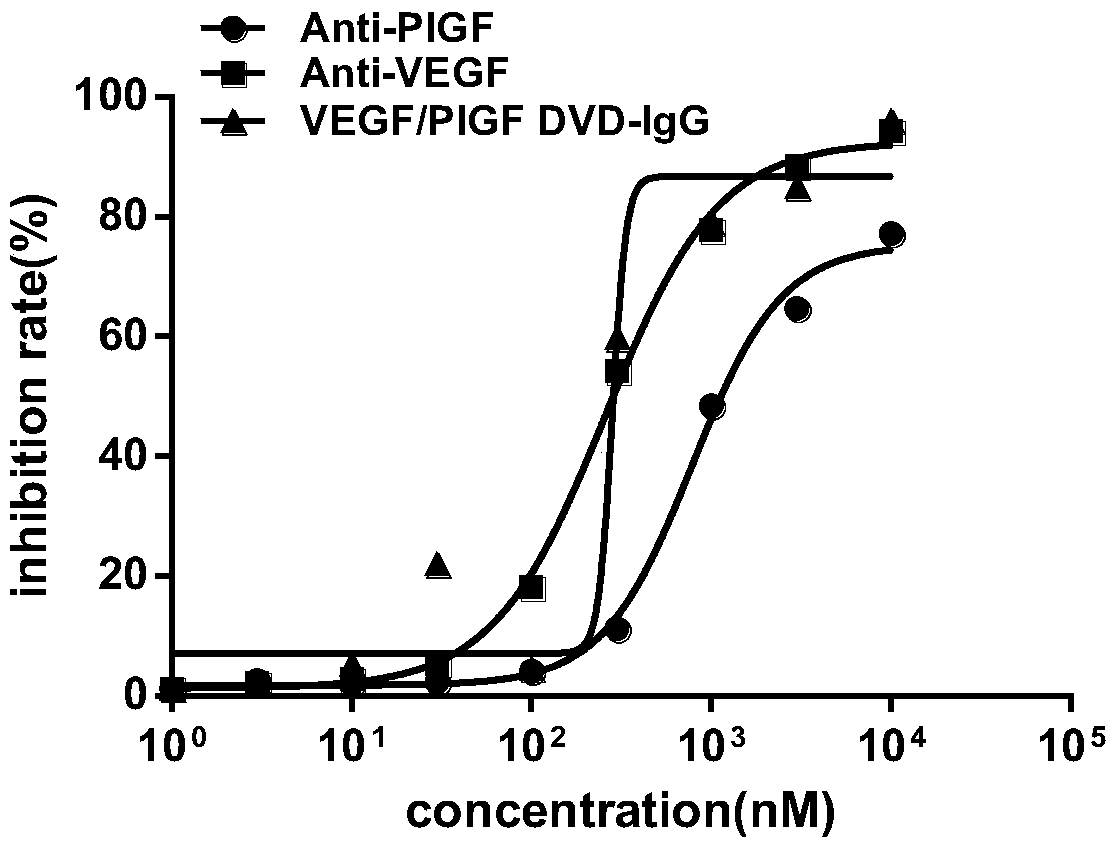 Anti-vegf/pigf bispecific antibody, its preparation method and use
