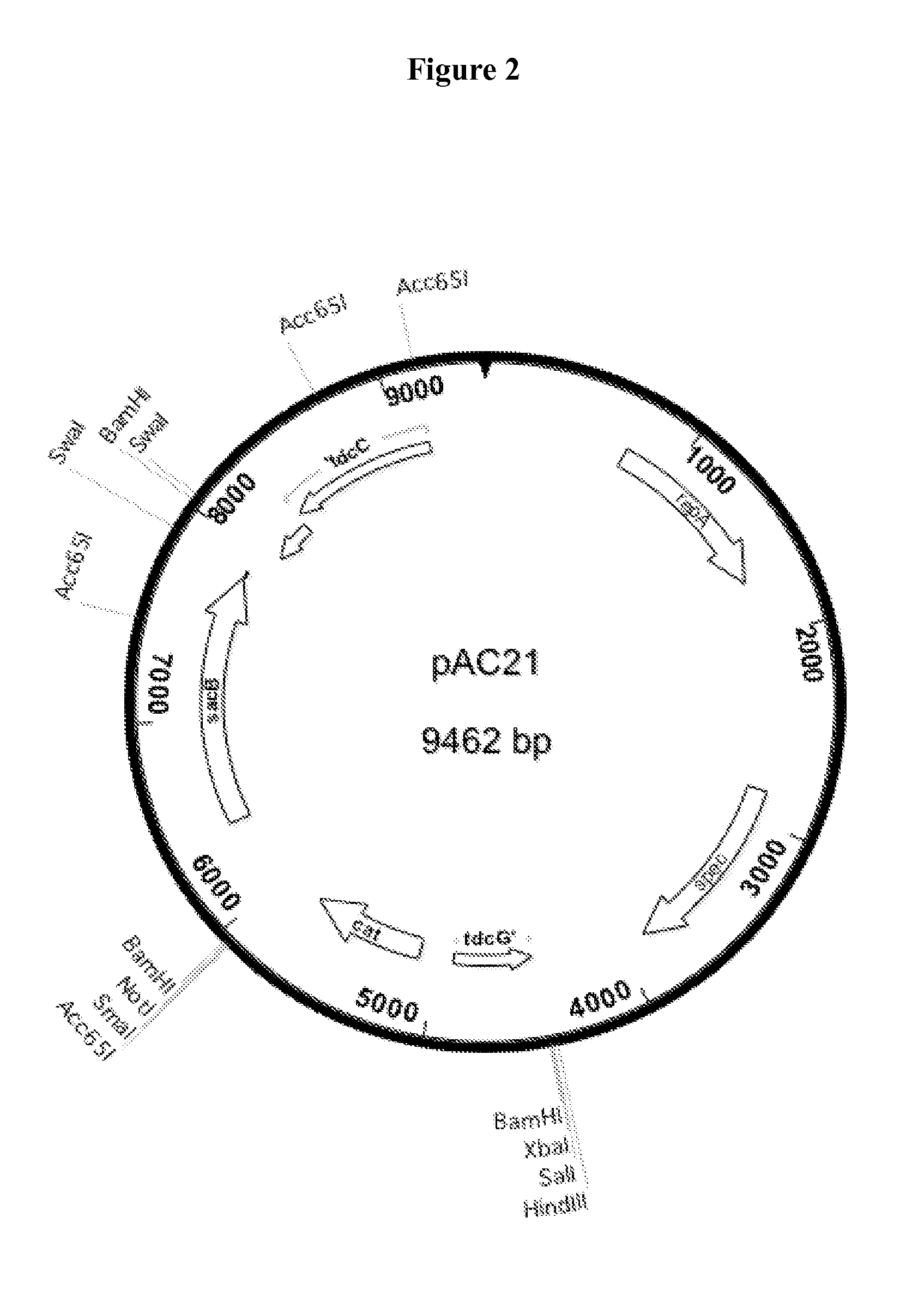 Method of producing succinic acid and other chemiclas using facilitated diffusion for sugar import