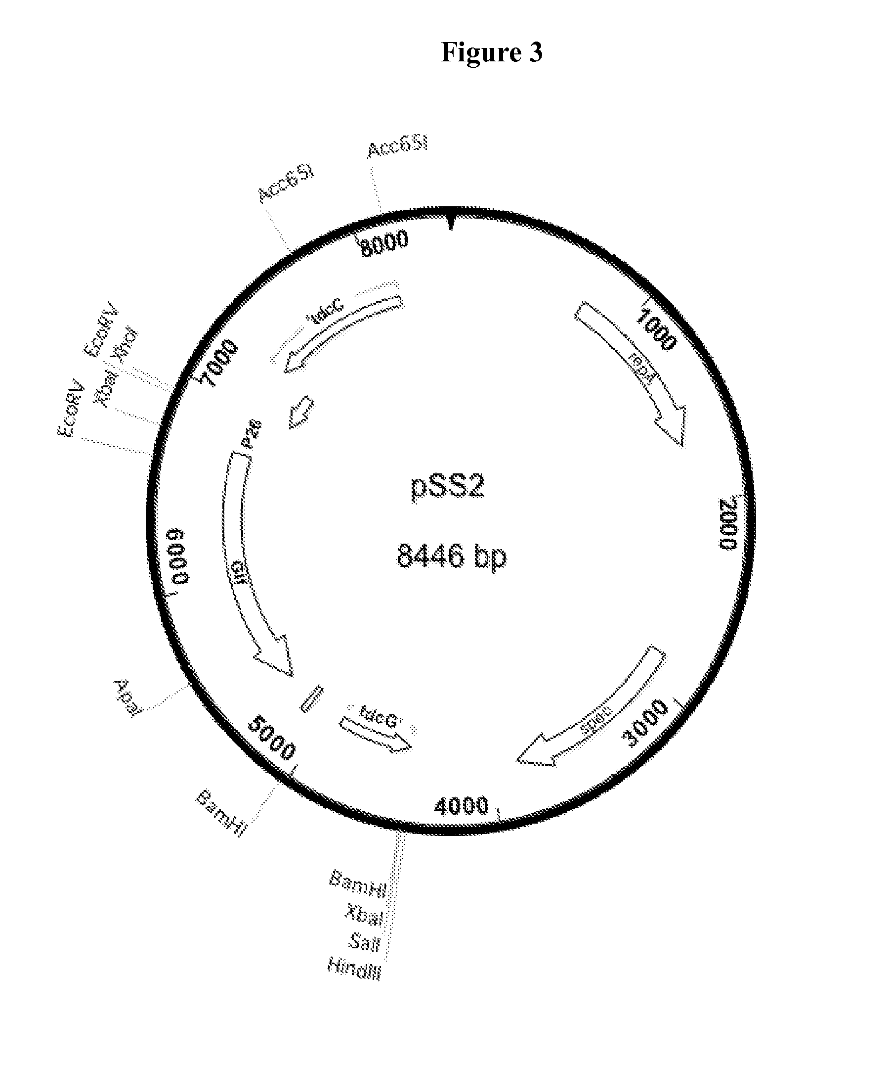 Method of producing succinic acid and other chemiclas using facilitated diffusion for sugar import