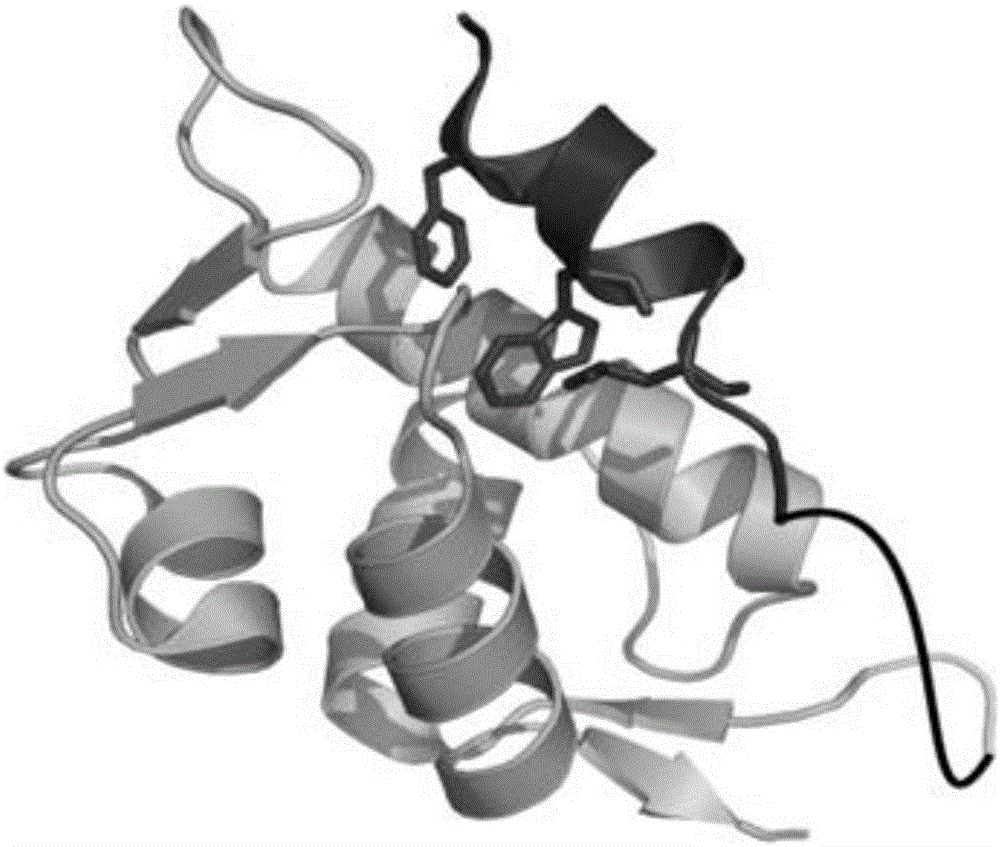 Fusion protein for screening weak MdmX inhibitor or testing inhibition activity of weak MdmX inhibitor