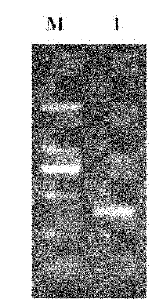 Recombinant fungal immunomodulatory protein gene in Ganoderma lucidum, protein coded whereby and application thereof
