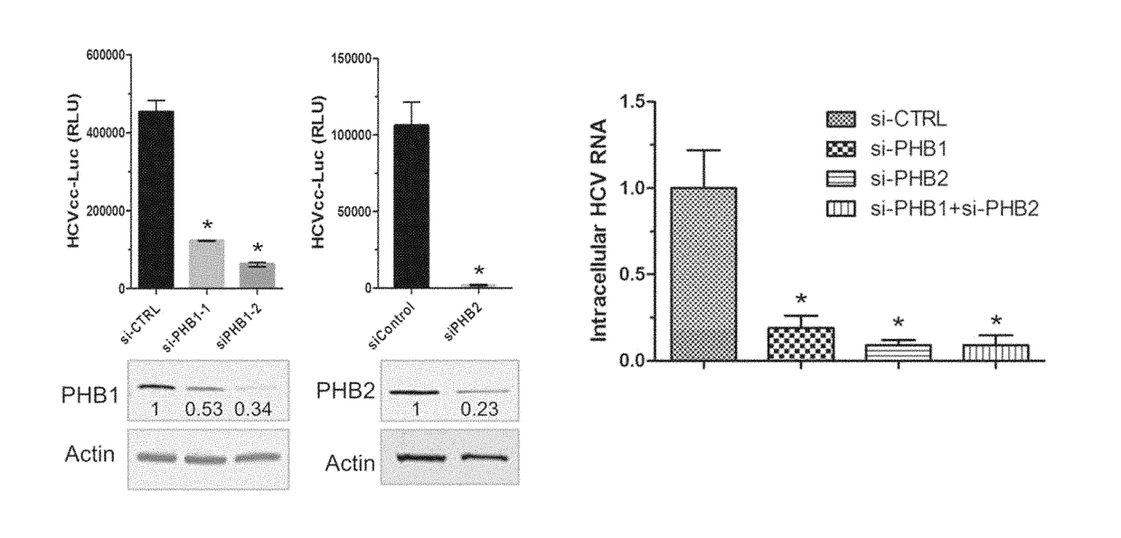 Aglaroxin C and derivatives as HCV entry inhibitors