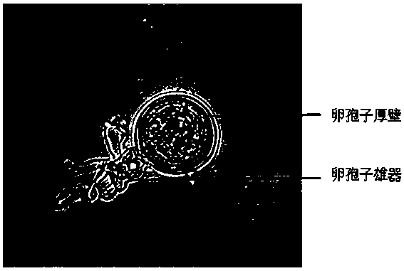 Method for separating single oospore of phytophthora infestans