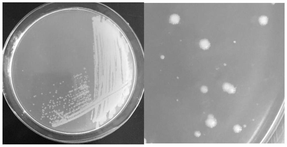 Bacillus licheniformis CPL618 and screening and application thereof