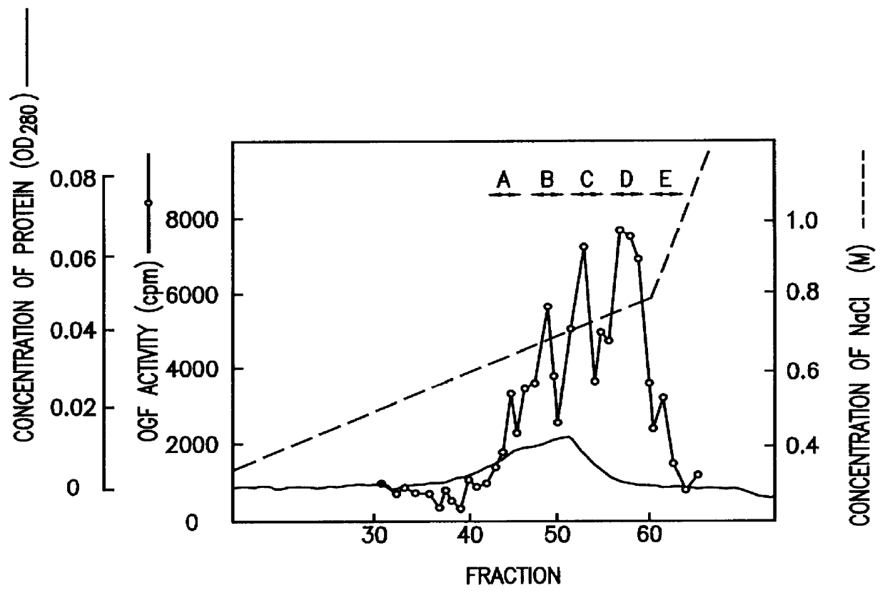 Basic osteoblast growth factor II (bOGF-II)