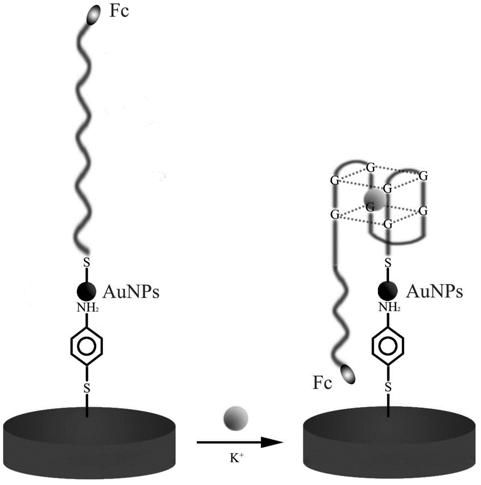 Method for detecting potassium ion by preparing biosensor based on G-quadruplex and gold nanoparticle