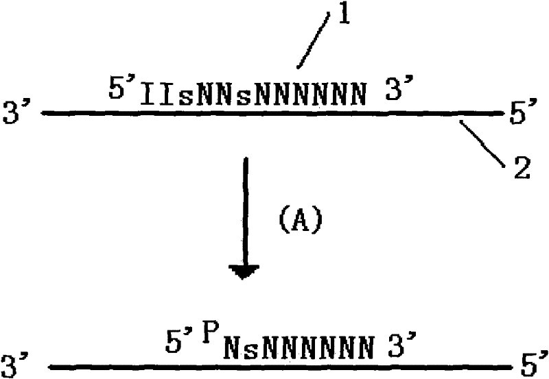 Method for improving specificity in cutting position of endonuclease V