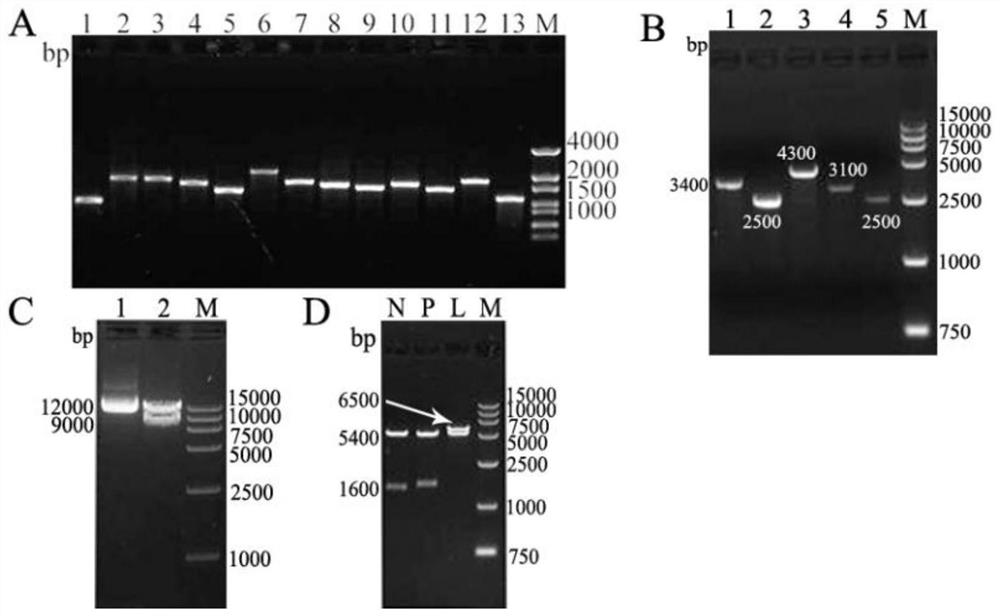Infectious cDNA clone of canine distemper virus cdv-3 strain and its construction method and application