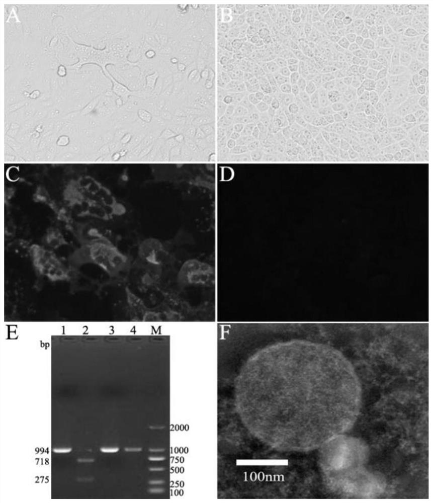 Infectious cDNA clone of canine distemper virus cdv-3 strain and its construction method and application