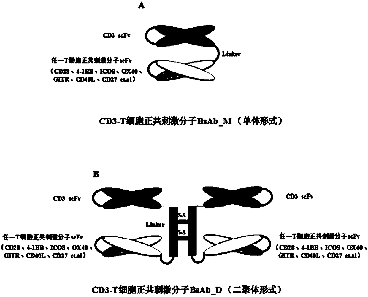 Bifunctional molecule combining CD3 and T-cell positive costimulatory molecules and application of bifunctional molecule