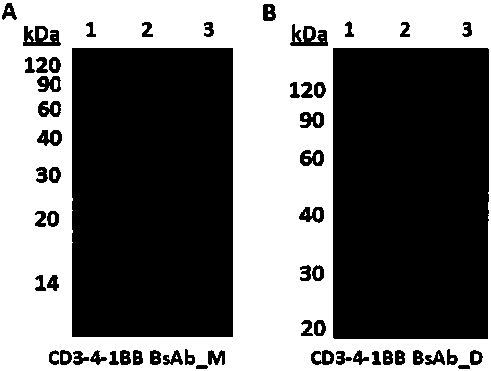 Bifunctional molecule combining CD3 and T-cell positive costimulatory molecules and application of bifunctional molecule