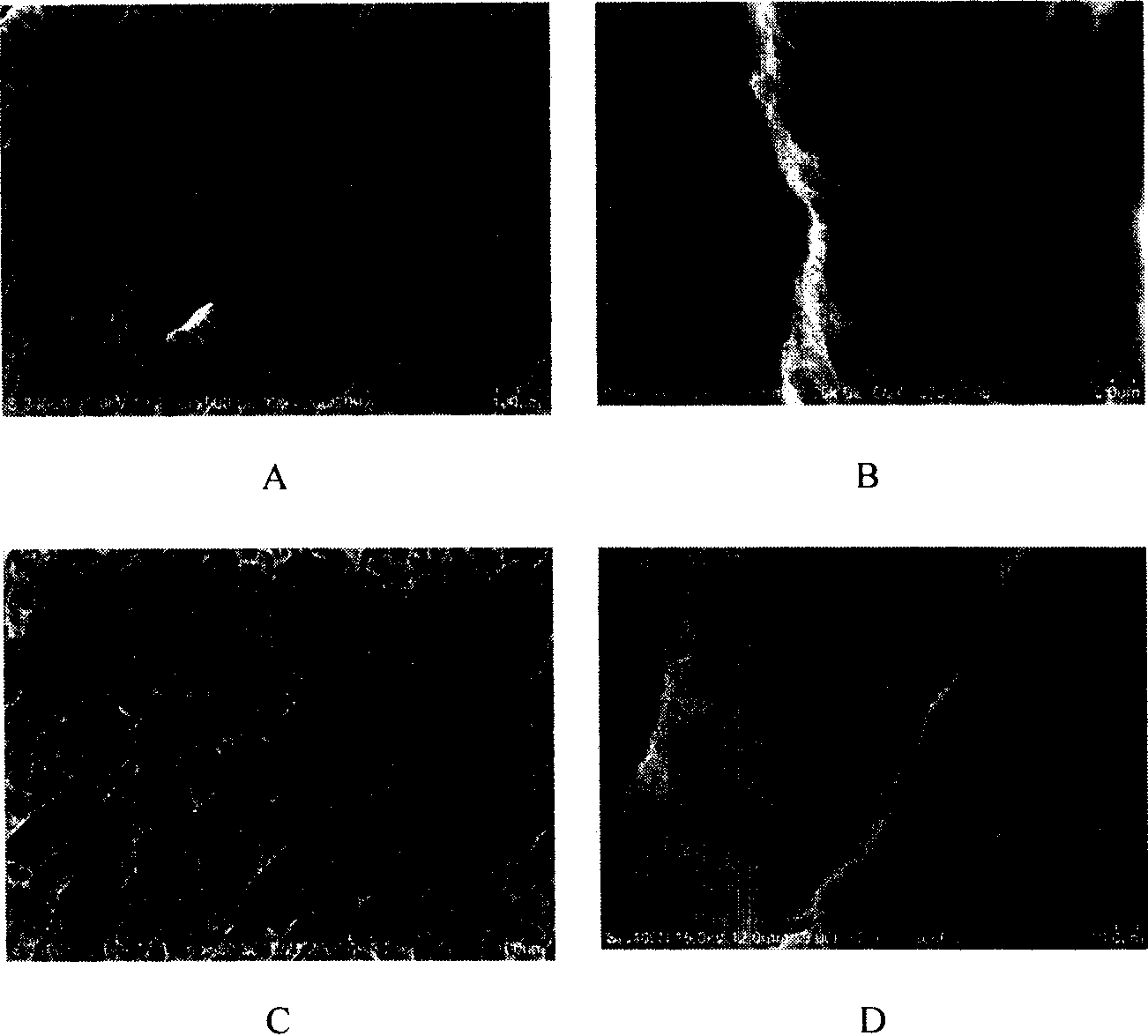 Electrochemical cross-linking process for surface modification of biological material