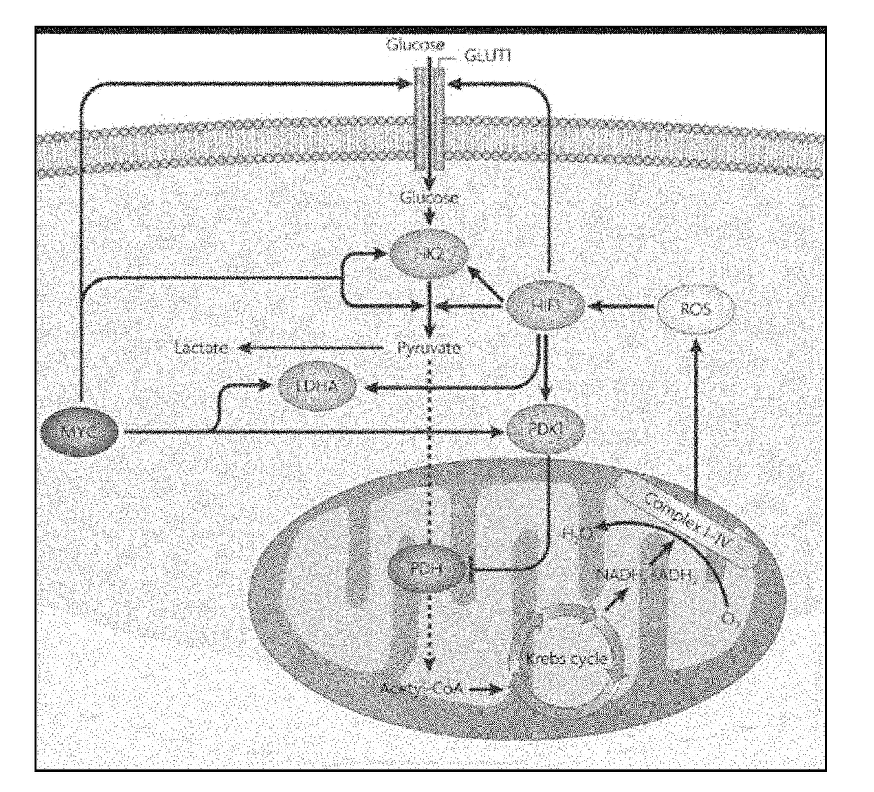 Modifications of therapeutic agents for enhanced delivery to target sites