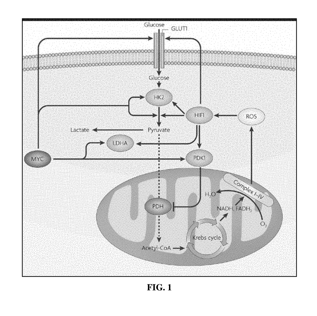 Modifications of therapeutic agents for enhanced delivery to target sites