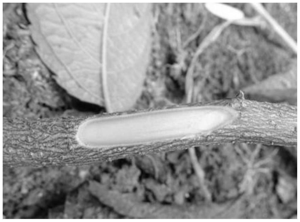 Eucommia ulmoides improved variety bud-sticking grafting method