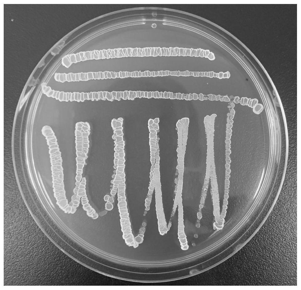 Bacillus methylotrophicus, microbial agent containing bacillus methylotrophicus and application