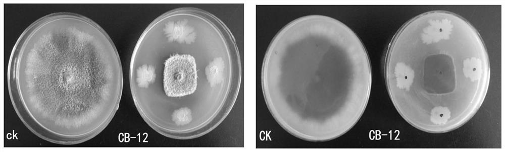 Bacillus methylotrophicus, microbial agent containing bacillus methylotrophicus and application