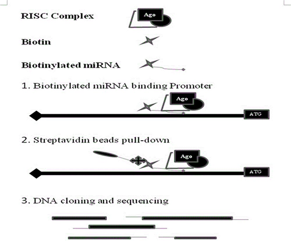 Method for screening and identifying genes controlled by miRNAs