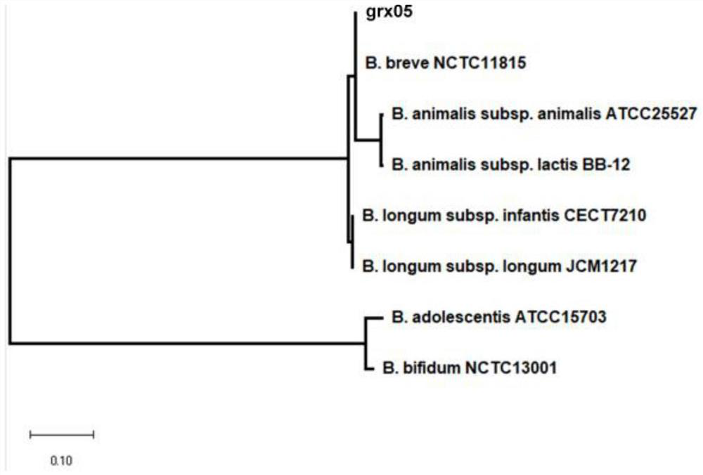 A strain of Bifidobacterium breve and its cultivation method and use