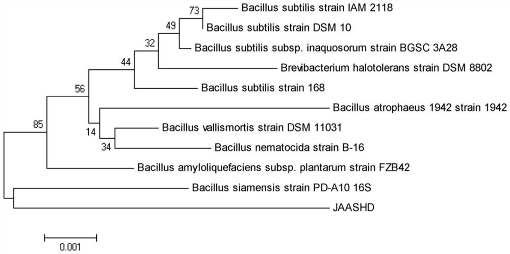 Bacillus siamese strain and its application