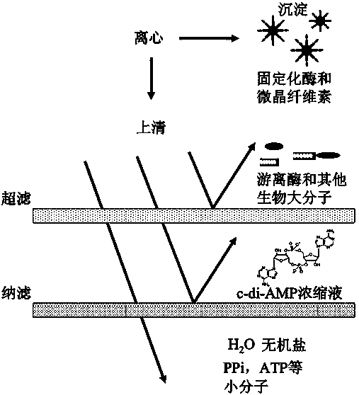 A method for continuous production of c-di-amp