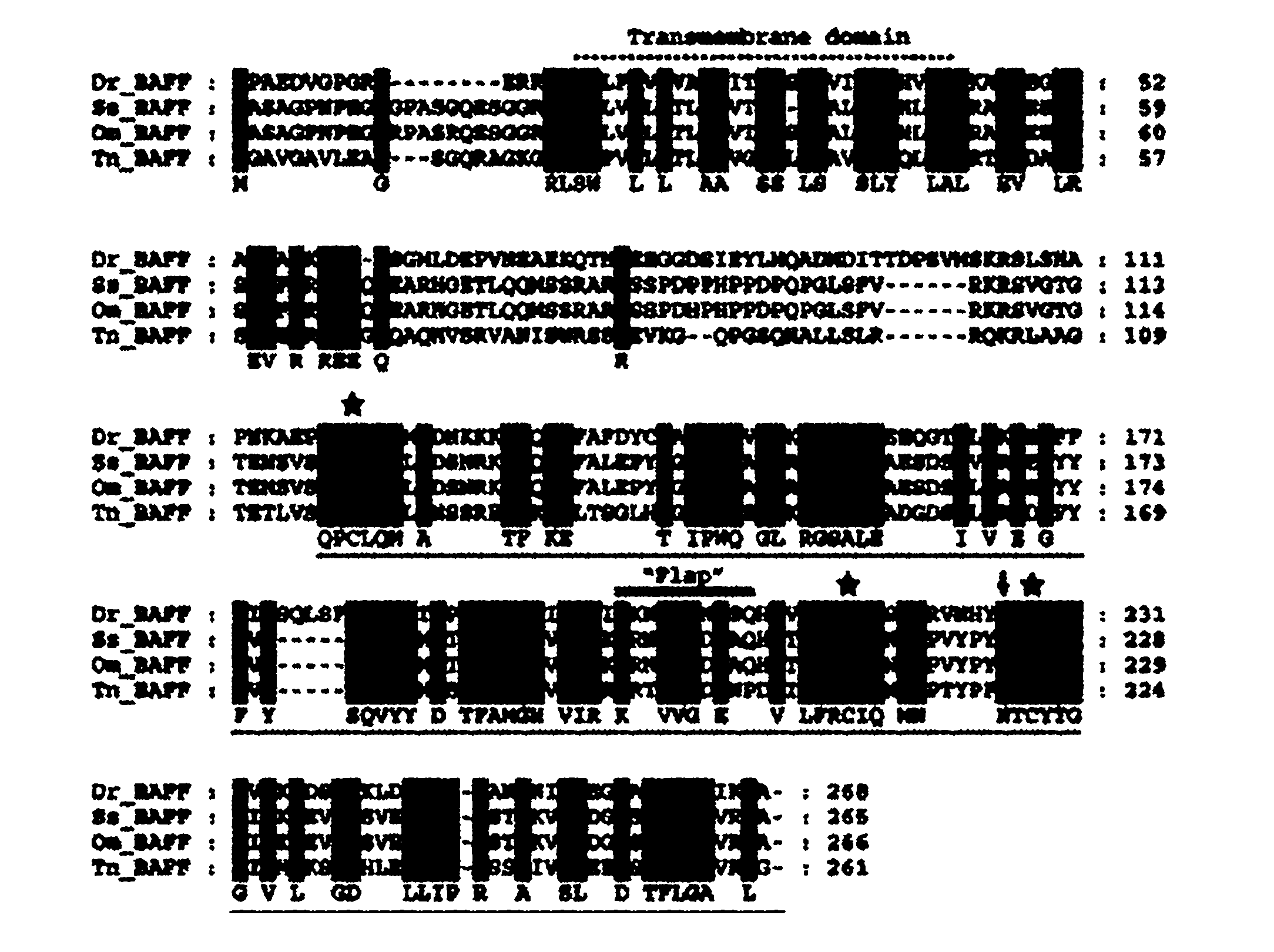 Danio rerio B-lymphocyte activating factor (zBAFF) cDNA (complementary deoxyribonucleic acid), and cloning method and application thereof in recombination