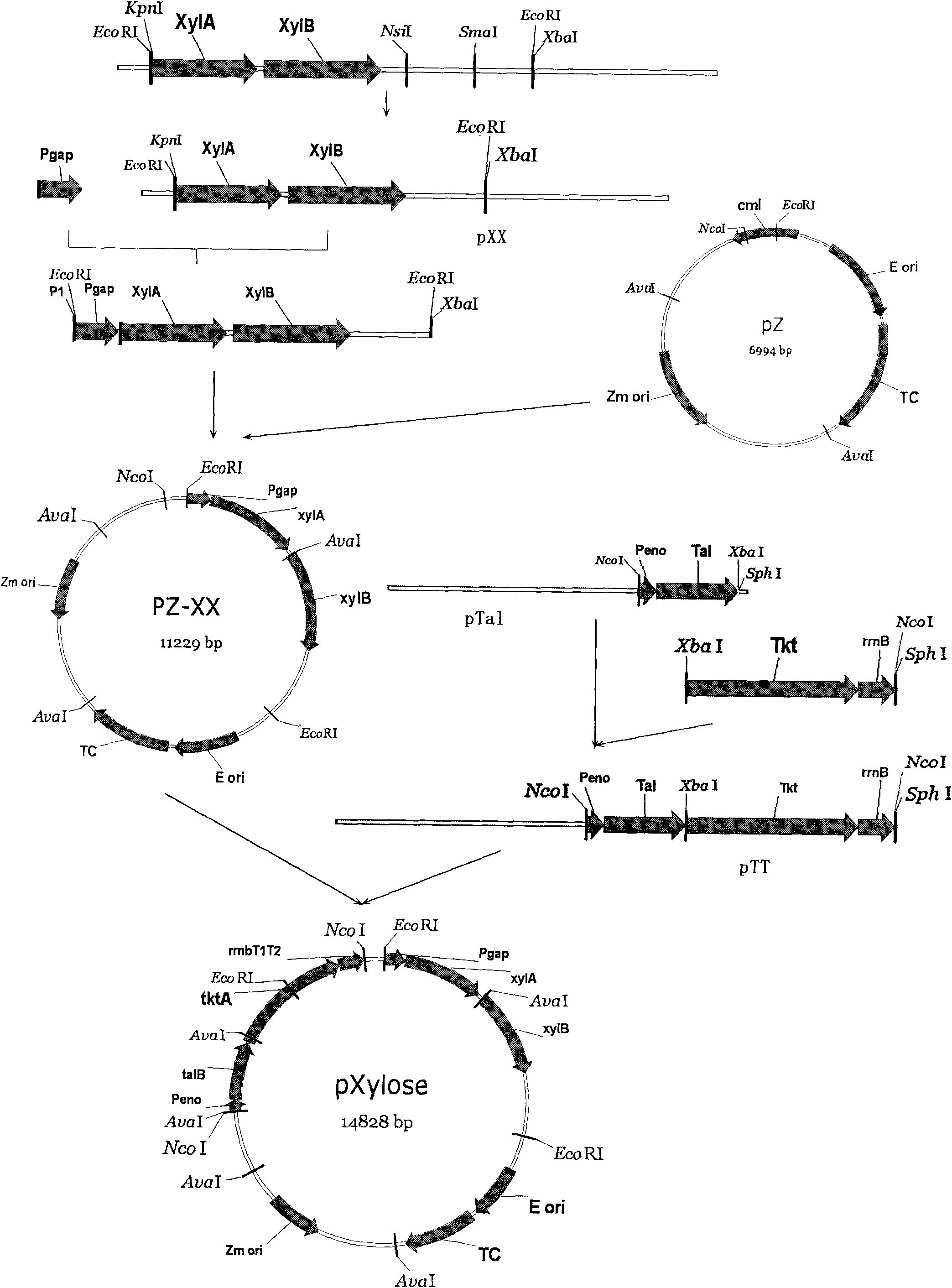 Recombinant zymomonas mobilis capable of producing ethanol by using xylose and fermentation method thereof