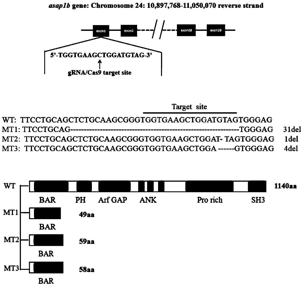 Method for constructing zebra fish asap1b gene-knockout mutant by using CRISPR/Cas9 technology