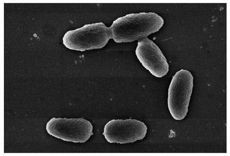 Vibrio natriegens and application thereof