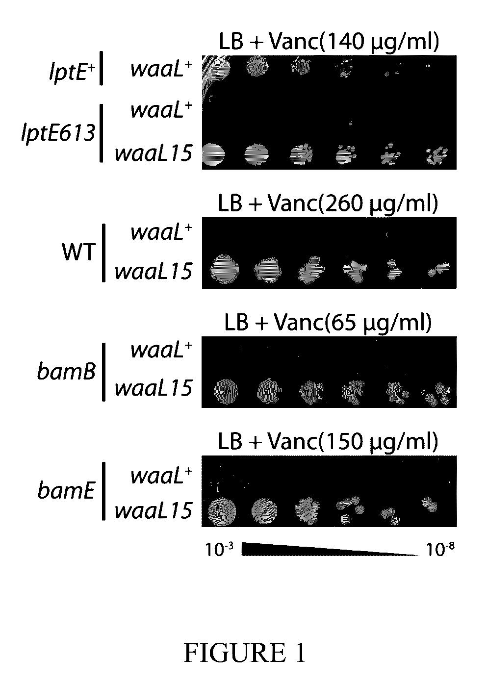 Modified lipopolysaccharide glycoform and method of use