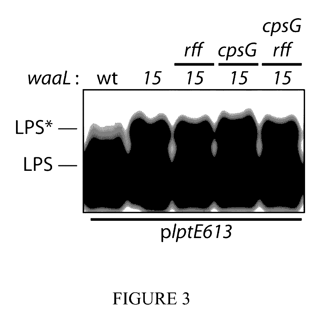 Modified lipopolysaccharide glycoform and method of use