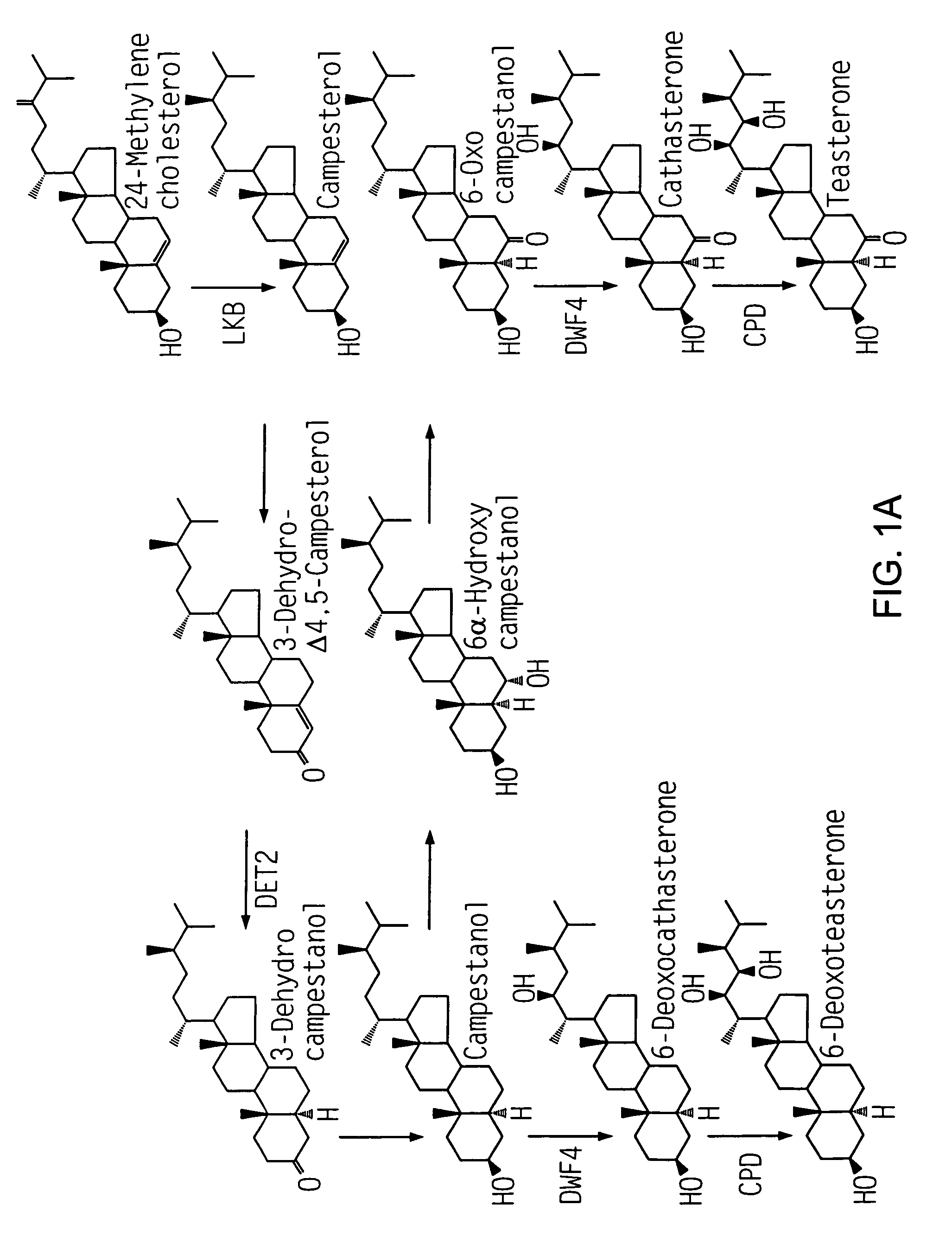 Dwf4 polynucleotides, polypeptides and uses thereof