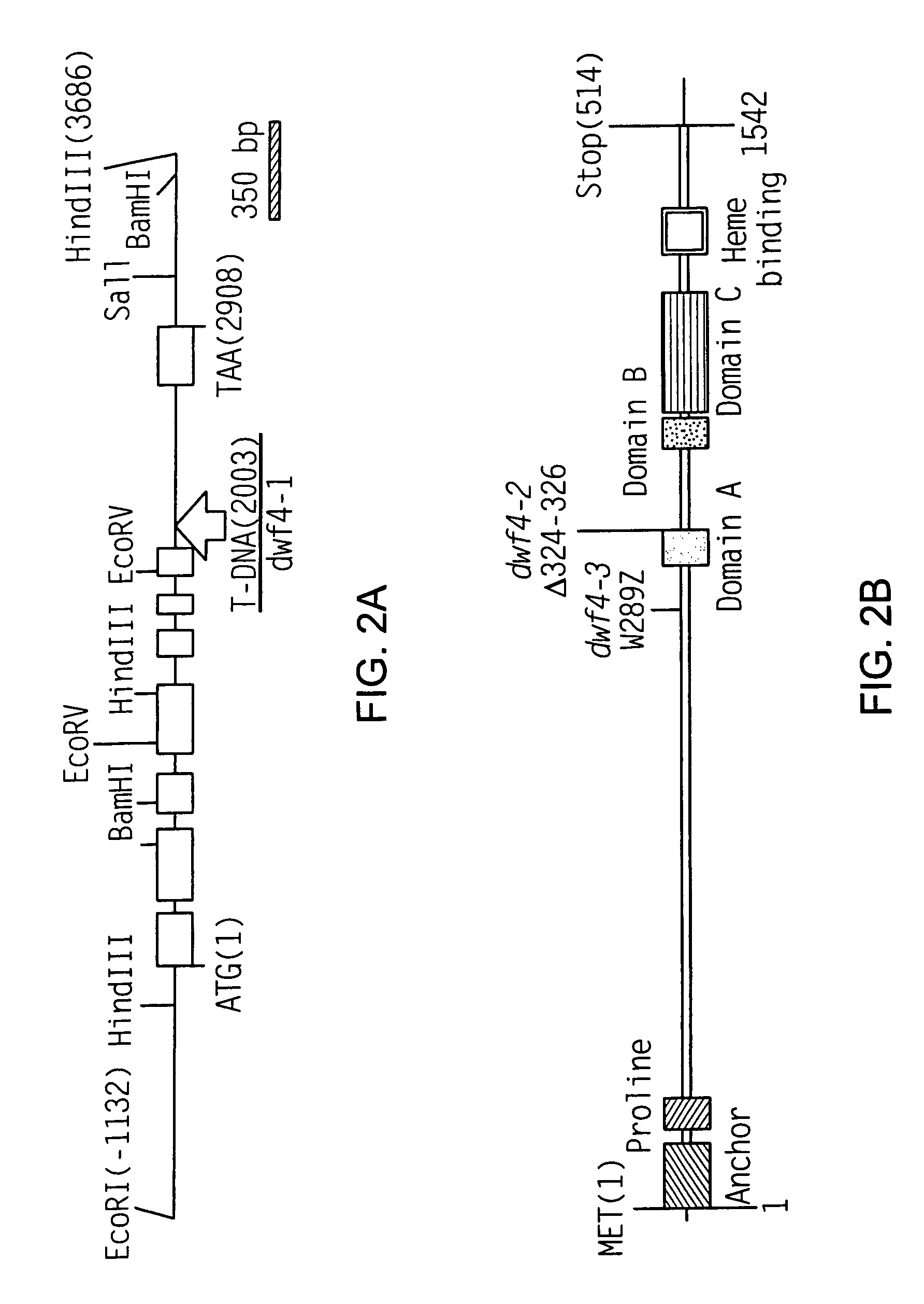 Dwf4 polynucleotides, polypeptides and uses thereof