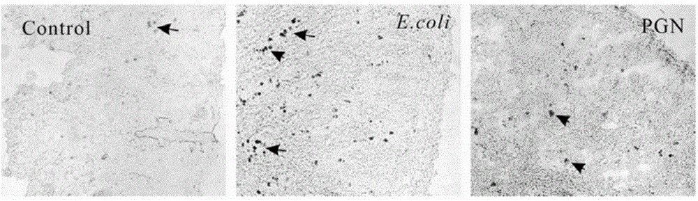 Preparation method of functional lactobacillus acidophilus peptidoglycan and anti-inflammatory activity use of functional lactobacillus acidophilus peptidoglycan