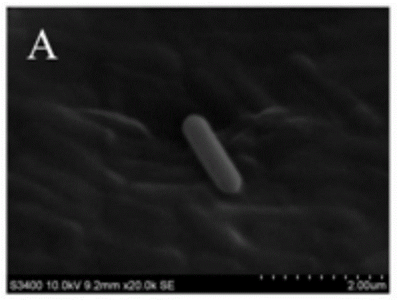 Preparation method of functional lactobacillus acidophilus peptidoglycan and anti-inflammatory activity use of functional lactobacillus acidophilus peptidoglycan