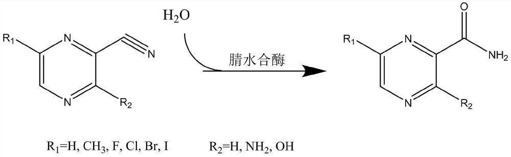 Application of nitrile hydratase in catalyzing hydration reaction of cyanopyrazine compound to generate amide pyrazine compound