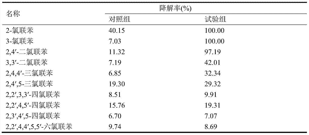 Method for screening polychlorinated biphenyl degrading bacterium and polychlorinated biphenyl degrading bacterium