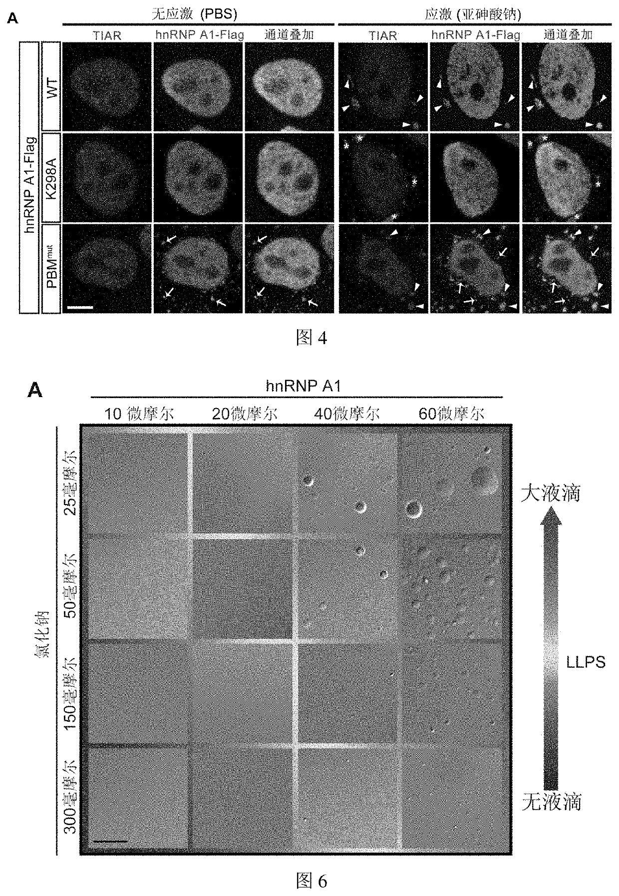 Pharmaceutical composition for treatment of neurodegenerative diseases or diseases caused by abnormality of RNA binding protein and applications thereof