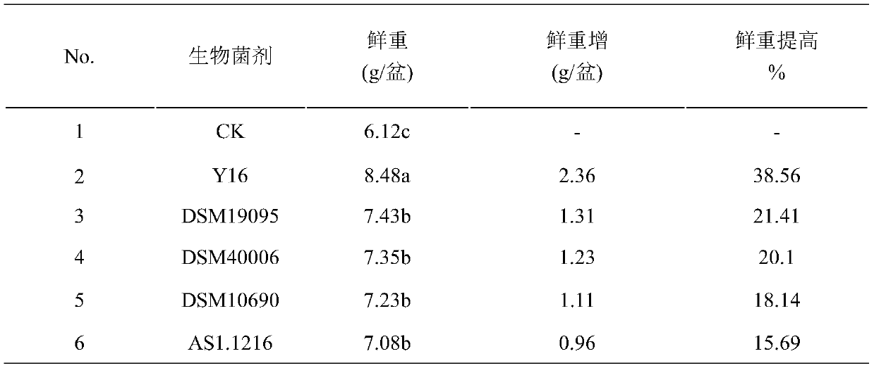 Bacillus licheniformis y16 and its application in the control of crop soil-borne diseases