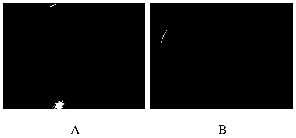 Bacillus licheniformis y16 and its application in the control of crop soil-borne diseases