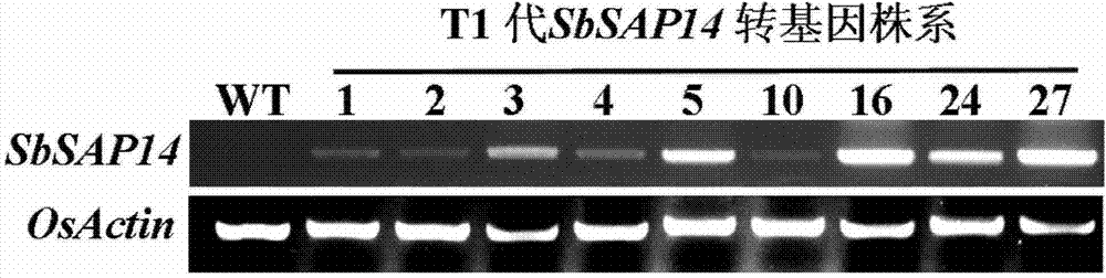 Salt-resistant gene SbSAP14 of sorghum bicolor and application thereof