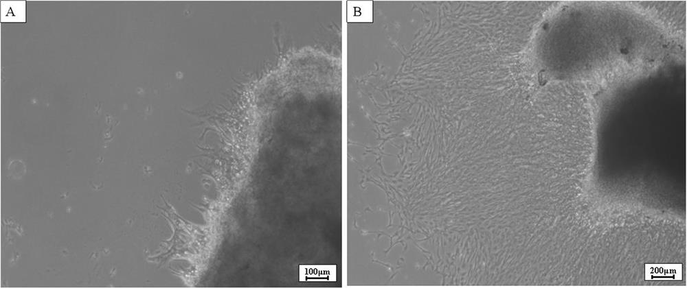 Takifugu bimaculatus ovarian tissue cell line and application thereof